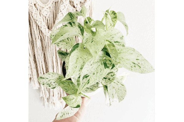 Pothos, Snow Queen