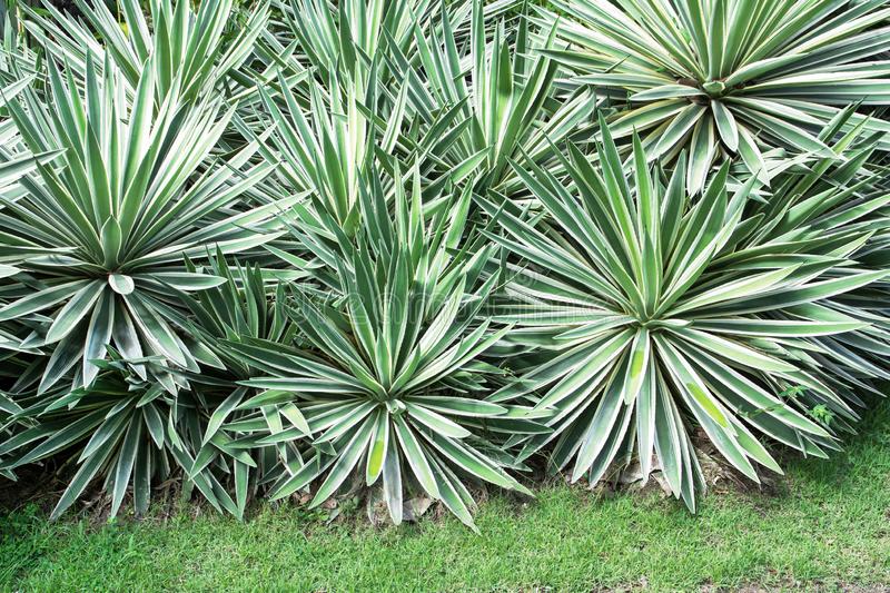 Plants of Sisal - AGAVE SISALANA - The Original Garden