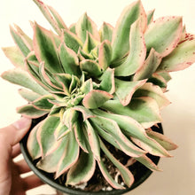 Load image into Gallery viewer, 4&quot; Succulents
