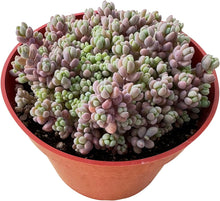 Load image into Gallery viewer, 4&quot; Succulents
