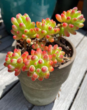 Load image into Gallery viewer, 2&quot; Succulents
