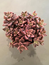 Load image into Gallery viewer, 4&quot; Succulents
