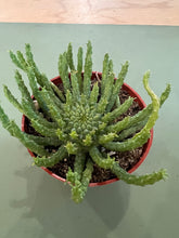 Load image into Gallery viewer, 4&quot; Succulents
