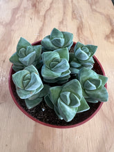 Load image into Gallery viewer, 4&quot; Succulents
