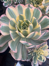 Load image into Gallery viewer, 4&quot; Succulents
