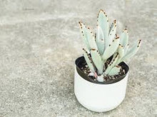 Load image into Gallery viewer, 4&quot; Succulents
