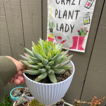 Load image into Gallery viewer, 4&quot; Succulents
