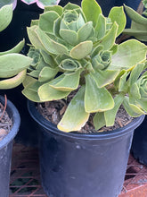 Load image into Gallery viewer, Aeonium Balsamiferum &quot;Balsam Houseleek&quot;
