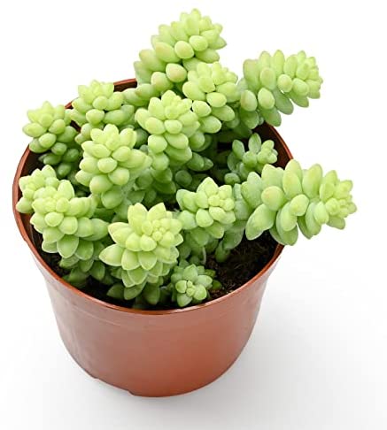 Sedum Burrito 