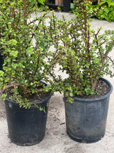 Load image into Gallery viewer, Portulacaria Afra &quot;Elephant Bush&quot;
