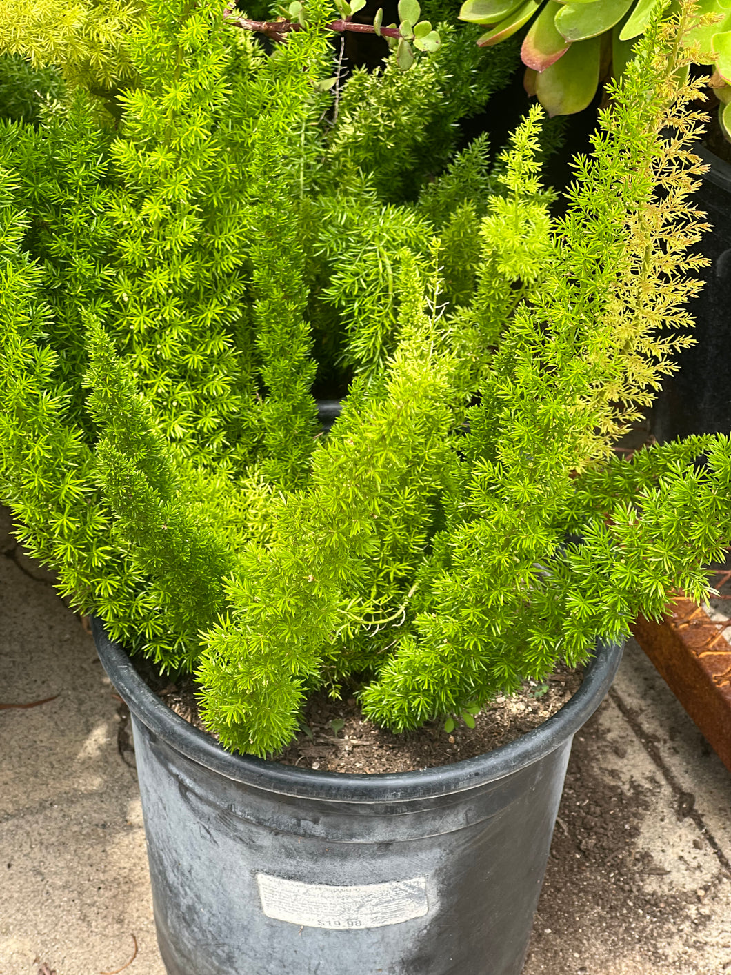 Myers Asparagus Ferns for Sale