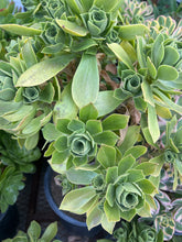 Load image into Gallery viewer, Aeonium Balsamiferum &quot;Balsam Houseleek&quot;
