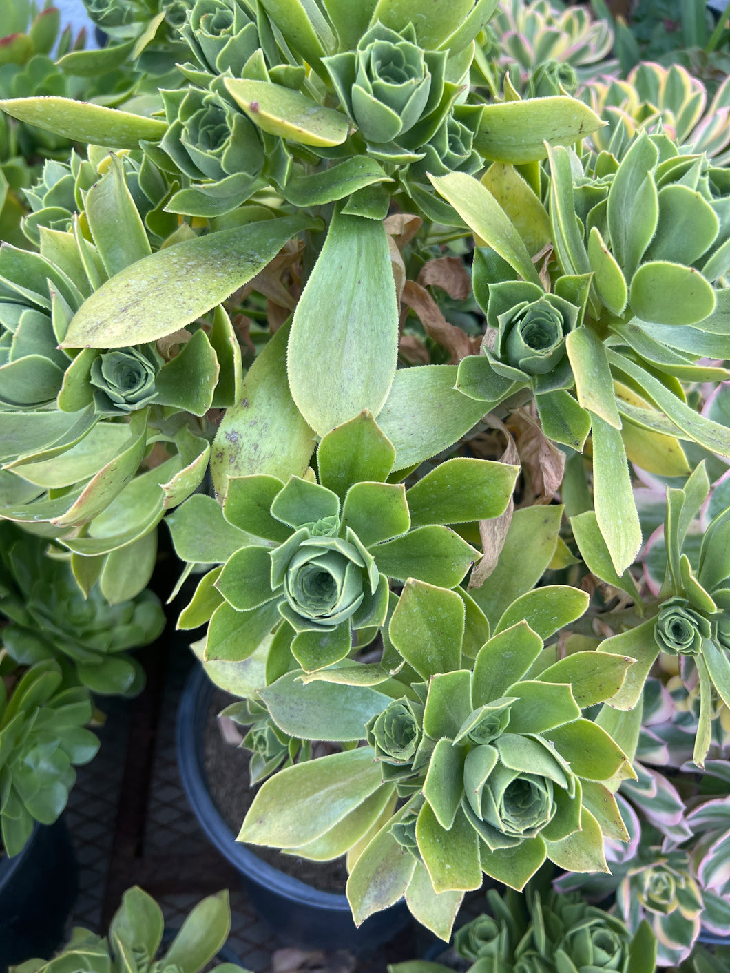 Aeonium Balsamiferum 