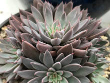 Load image into Gallery viewer, 4&quot; Succulents
