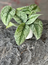 Load image into Gallery viewer, Scindapsus Pictus &quot;Satin Silver Pothos&quot;
