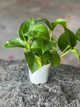 Load image into Gallery viewer, Epipremnum Aureum &quot;Golden Pothos&quot;
