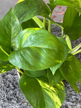 Load image into Gallery viewer, Epipremnum Aureum &quot;Golden Pothos&quot;
