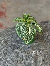 Load image into Gallery viewer, Aphelandra Squarrosa &quot;Zebra Plant&quot;
