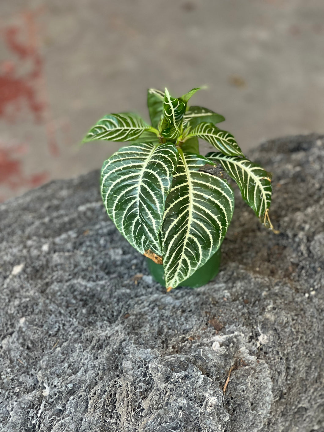 Aphelandra Squarrosa 