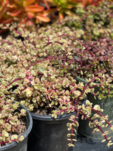 Load image into Gallery viewer, Portulacaria Afra &quot;Elephant Bush&quot;
