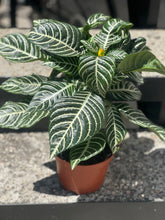 Load image into Gallery viewer, Aphelandra Squarrosa &quot;Zebra Plant&quot;
