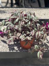 Load image into Gallery viewer, Tradescantia Zebrina &quot;Inch Plant&quot;
