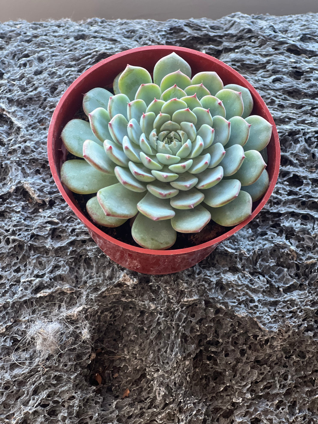 Echeveria Colorata 