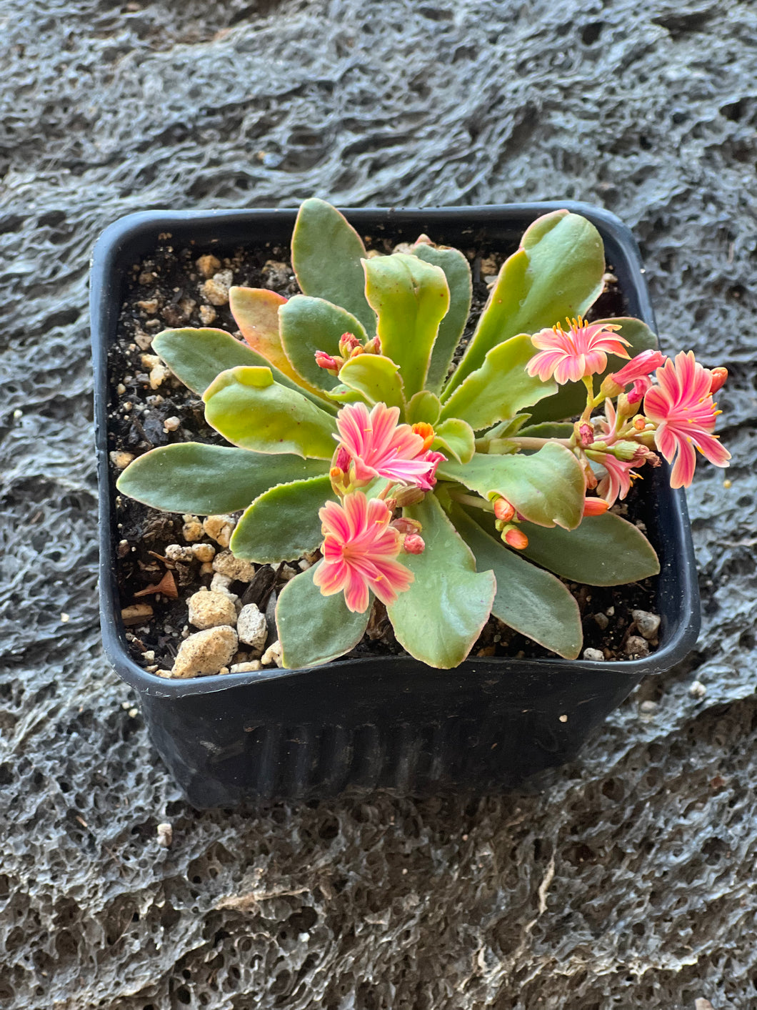 Lewisia Cotyledon 