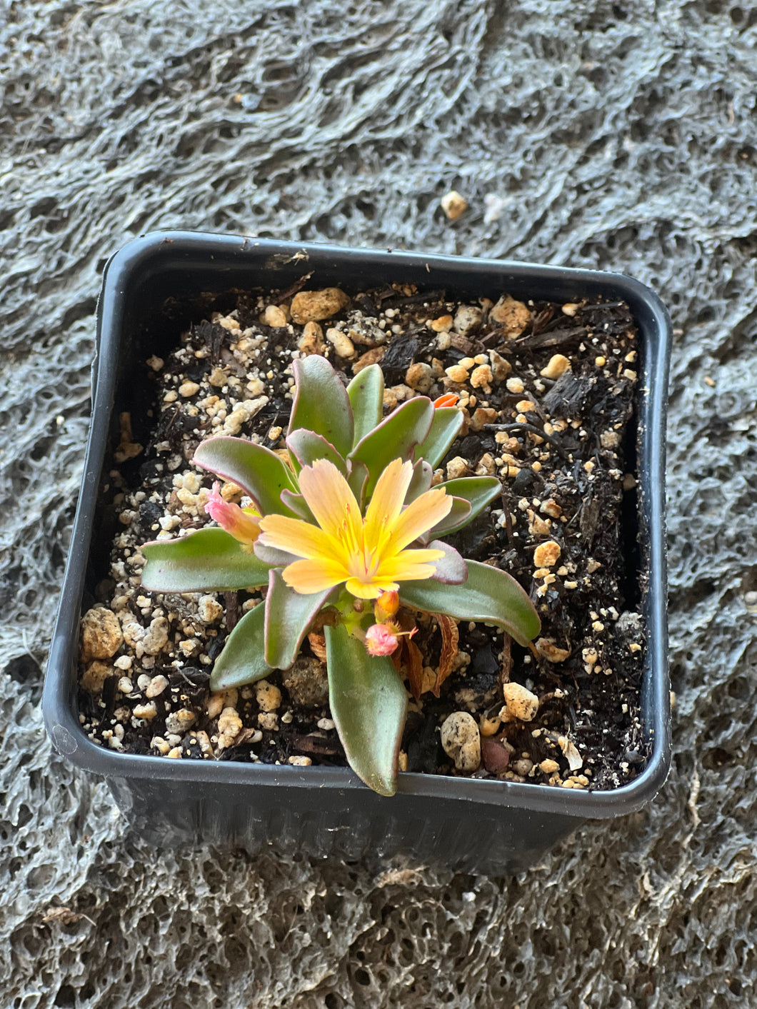 Lewisia Longipetala 