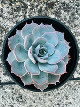 Load image into Gallery viewer, 4&quot; Succulents
