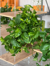 Load image into Gallery viewer, Epipremnum Aureum &quot;Golden Pothos&quot;
