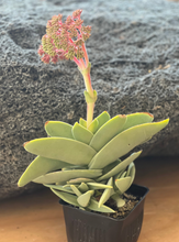 Load image into Gallery viewer, 4&quot; Succulents
