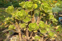 Load image into Gallery viewer, Aeonium Balsamiferum &quot;Balsam Houseleek&quot;
