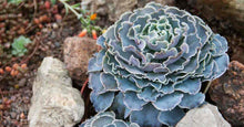 Load image into Gallery viewer, 4&quot; Succulents
