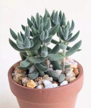 Load image into Gallery viewer, 4&quot; Succulents
