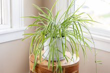 Load image into Gallery viewer, Chlorophytum Capense &quot;Spider Plant&quot;
