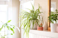 Load image into Gallery viewer, Chlorophytum Capense &quot;Spider Plant&quot;
