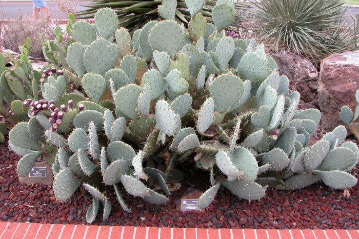 Opuntia Engelmannii 